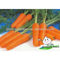 Nueva cosecha Carrot / Fresh carrot / China zanahoria de Brother kingdom